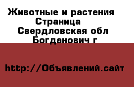  Животные и растения - Страница 4 . Свердловская обл.,Богданович г.